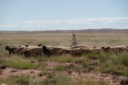 A woman in a wide-brimmed hat walks alongside a flock of sheep on a wide open terrain.