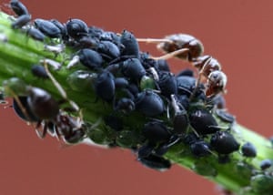 As formigas reúnem pulgões para protegê-los de predadores, como joaninhas, vespas e larvas de moscas flutuantes no vilarejo de Povarovo, Rússia