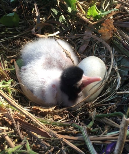 Australian white ibis chick in nest.