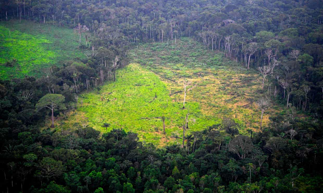 Swapping 20% of beef consumption for microbial protein ‘could halve deforestation’