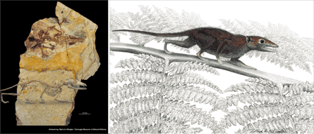 Juramaia, a Jurassic eutherian mammal ancestor. Fossil found in the Tiaojishan Formation , China.