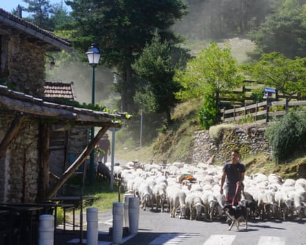 Shepherds with a dog guide a large flock of sheep down a village road