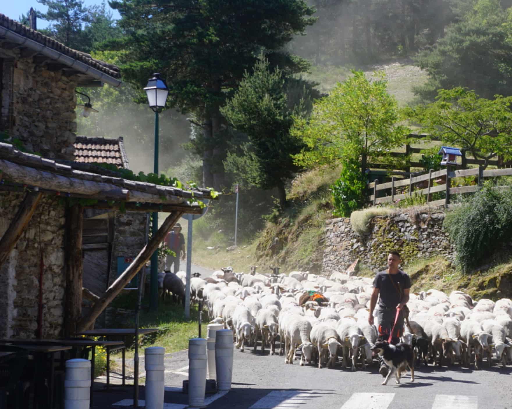 Shepherds with a dog guide a large flock of sheep down a village road