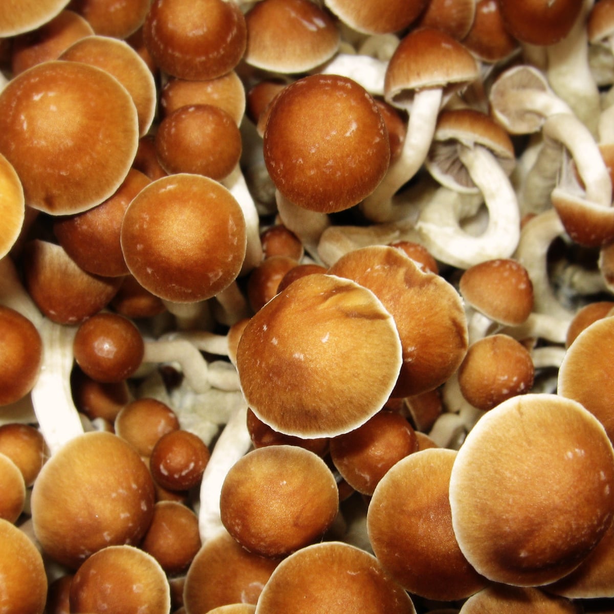 Experts warn of mental health risks after rise in magic mushroom use | Science | The Guardian