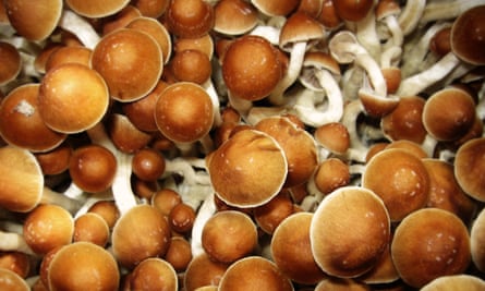 Cultivated magic mushrooms.