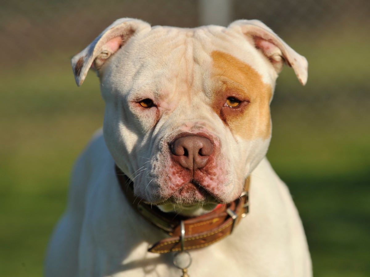 Nine-month-old baby killed by XL bully, Gwent police confirm | Dangerous dogs | The Guardian