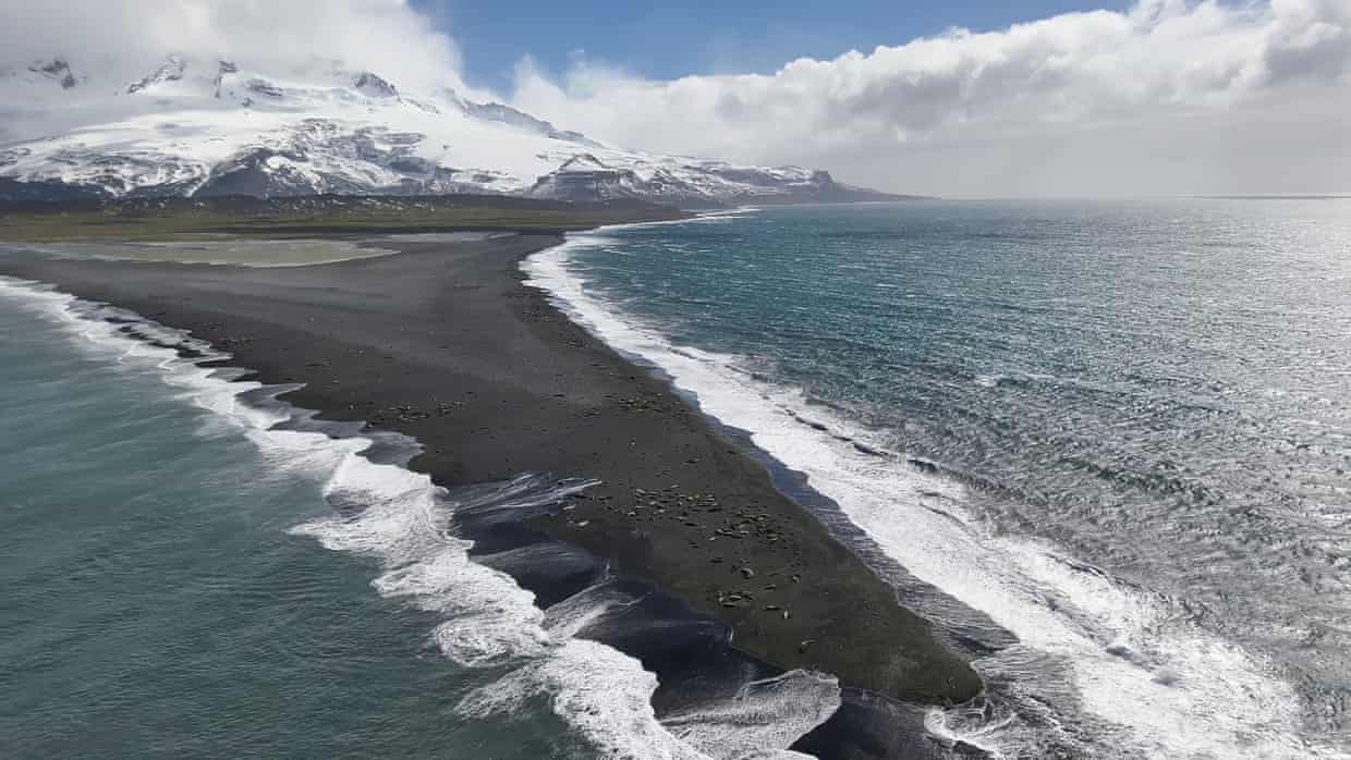 Australian government scientists conducting drone and ground surveys in October 2025 and January 2026 discovered the mass deaths of elephant seal pups.