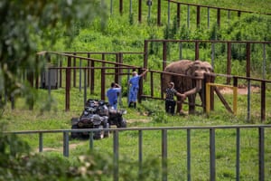 Elephant and keepers at the Elephant Sanctuary, Hohenwald.