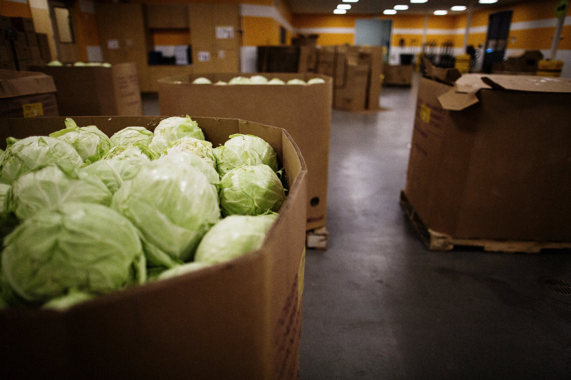 Cabbage ready to be sorted at the Second Harvest Food Bank in San Jose, California.