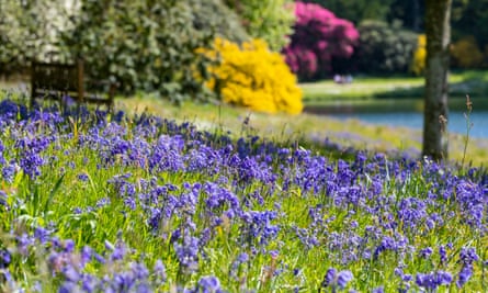 Bluebells by the lake in Stourhead in Wiltshire