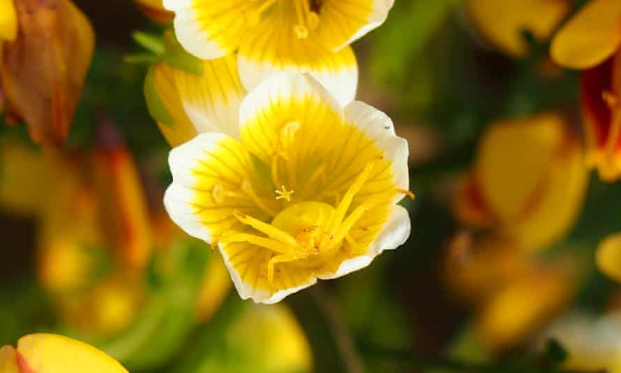 A bright yellow crab spider blends in with the poached egg flower it lurks within