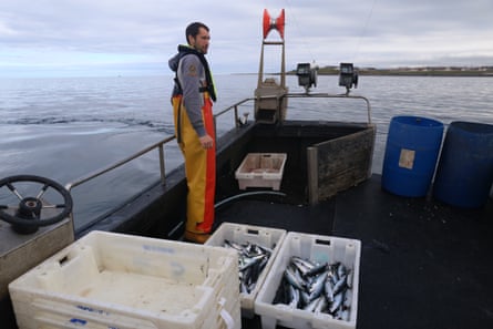 A man in waterproof trousers stands by the rail of a fishing vessel near land, with two plastic containers of mackerel next to him