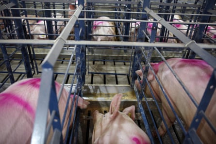 In this 2014 file image, pregnant sows are housed in crates at a pig farm in Dalhart, Texas.
