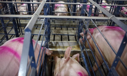 Sows spray-painted with neon pink markings very close together in blue-painted iron cages.