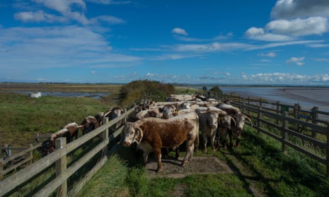 Steart Marshes in Somerset
