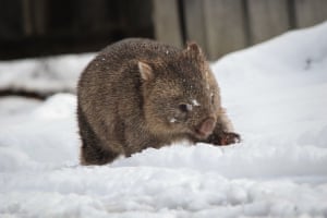 A wombat ambled through the snow at Lake St Clair National Park, Tasmania