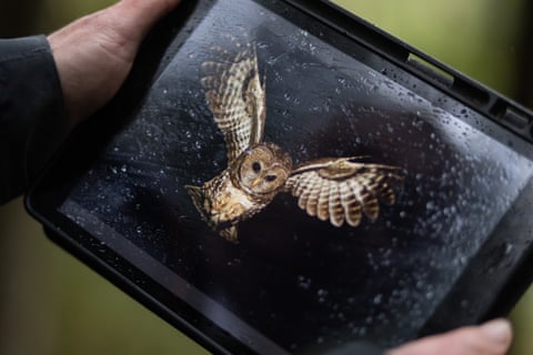 Species-at-risk expert Jared Hobbs looks at a photo of the last spotted owl in Canada on an iPad