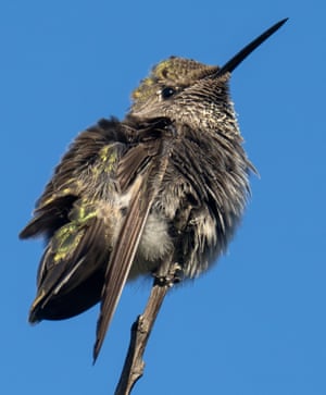 An Anna’s hummingbird basks in the sun on a fall afternoon while perched in a thicket near Elkton in rural southwestern Oregon, US. This tiny bird is one of the few North American hummingbirds that can overwinter in northern regions, often enduring cold snaps by entering a state of torpor to conserve energy