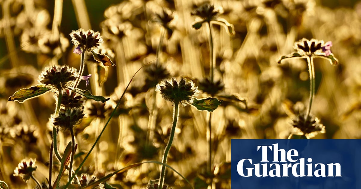 How ‘new normal’ of wild weather put strain on UK nature in 2021