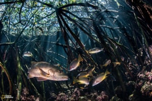 Mangroves at Fernandina Island provide habitat for juvenile snappers, but also for adults, which prey on the abundant small fish.
