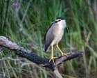Rare heron seen at Somerset estate where river has been allowed to run free