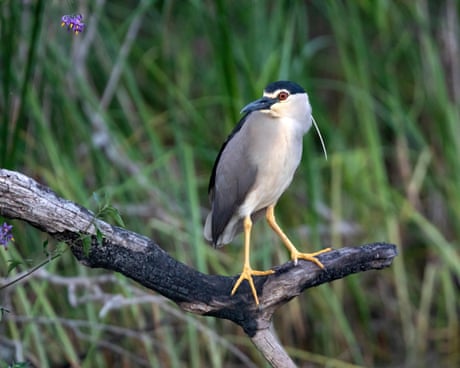 Rare heron seen at Somerset estate where river has been allowed to run free