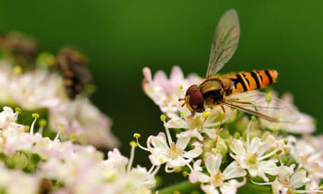 A hoverfly
