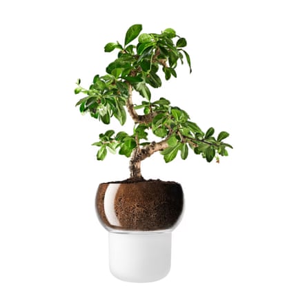 John Lewis Eva Solo Orchid and Bonsai Self Watering Pot