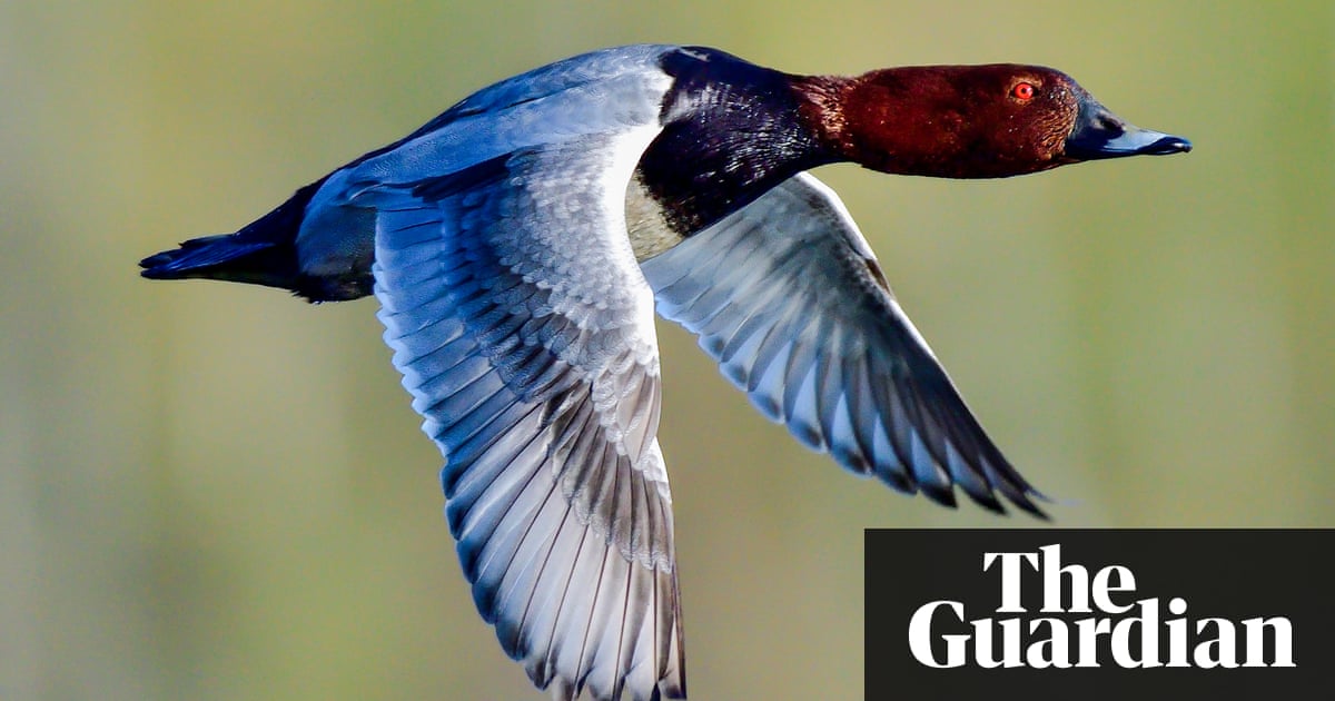 Rare birds ‘at risk of poisoning from eating lead shot’ | Environment | The Guardian