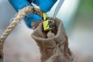 The seagrass seeds are bagged to prevent them from being dispersed outside of the licensed restoration area and to protect them from being eaten