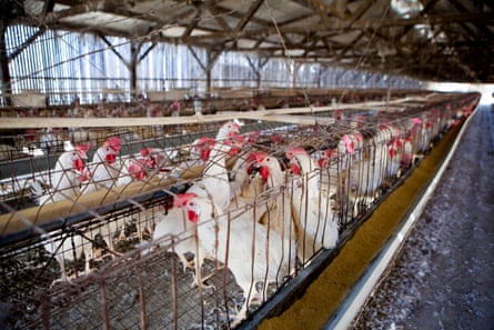 Caged chickens lay eggs in a chicken house built decades ago in San Diego, California. California voters passed a new animal welfare law in 2008 to require that the state’s egg-laying hens be given room to move.