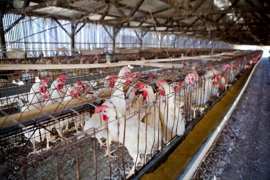 Eingesperrte Hühner legen Eier in einem Hühnerhaus, das vor Jahrzehnten in San Diego, Kalifornien, gebaut wurde. Die kalifornischen Wähler verabschiedeten 2008 ein neues Tierschutzgesetz, das vorschreibt, dass den Legehennen des Staates Bewegungsfreiheit eingeräumt wird.
