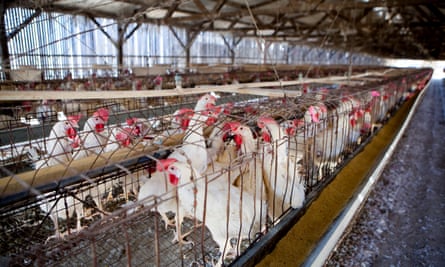 The Massachusetts ballot question would seek to ban chicken cages such as these.