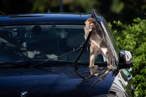 Macaque on a car