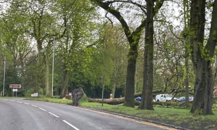 A large tree lies on its side next to a road