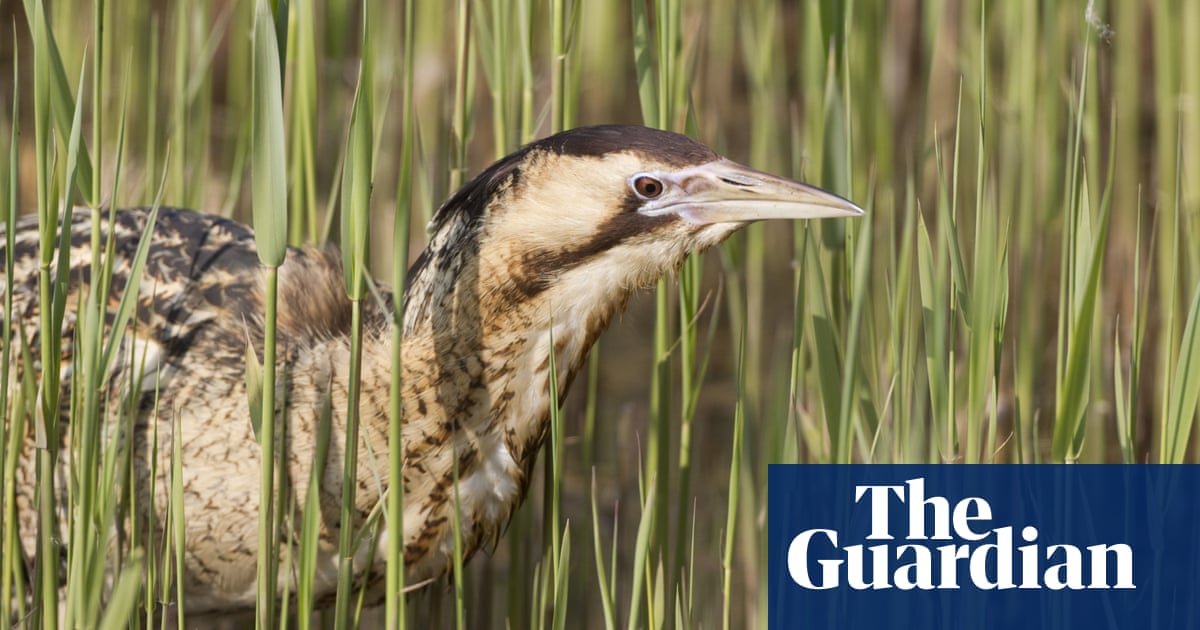 Species recovery targets in England damaging and illogical, scientists warn