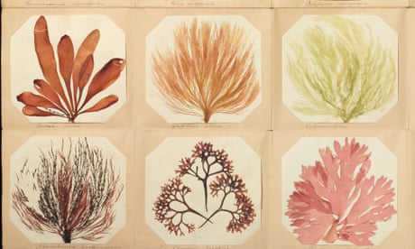 Varieties of pressed seaweed.