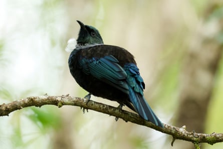 A tūī at Zealandia.