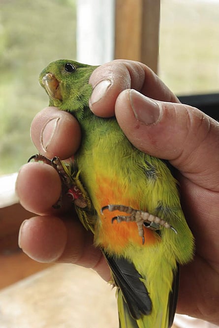Orange-bellied parrot fledgling