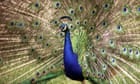 'No predators, plenty to eat': New Zealand struggles with plague of peacocks
