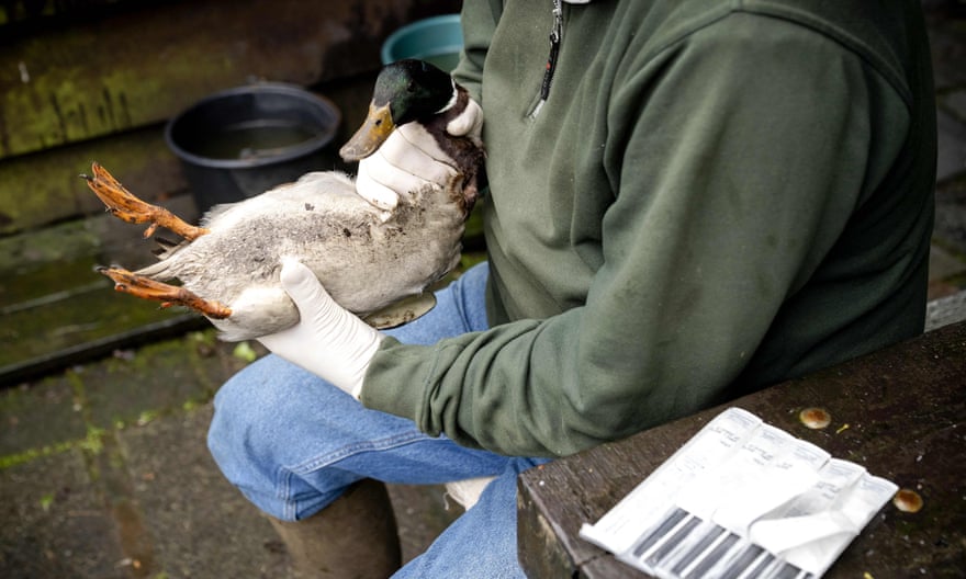 A farmer swabs a duck for bird flu