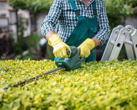 Unrecognisable gardener trimming hedge with a power saw.<br>Unrecognisable senior gardener trimming hedge with power saw in the back yard.