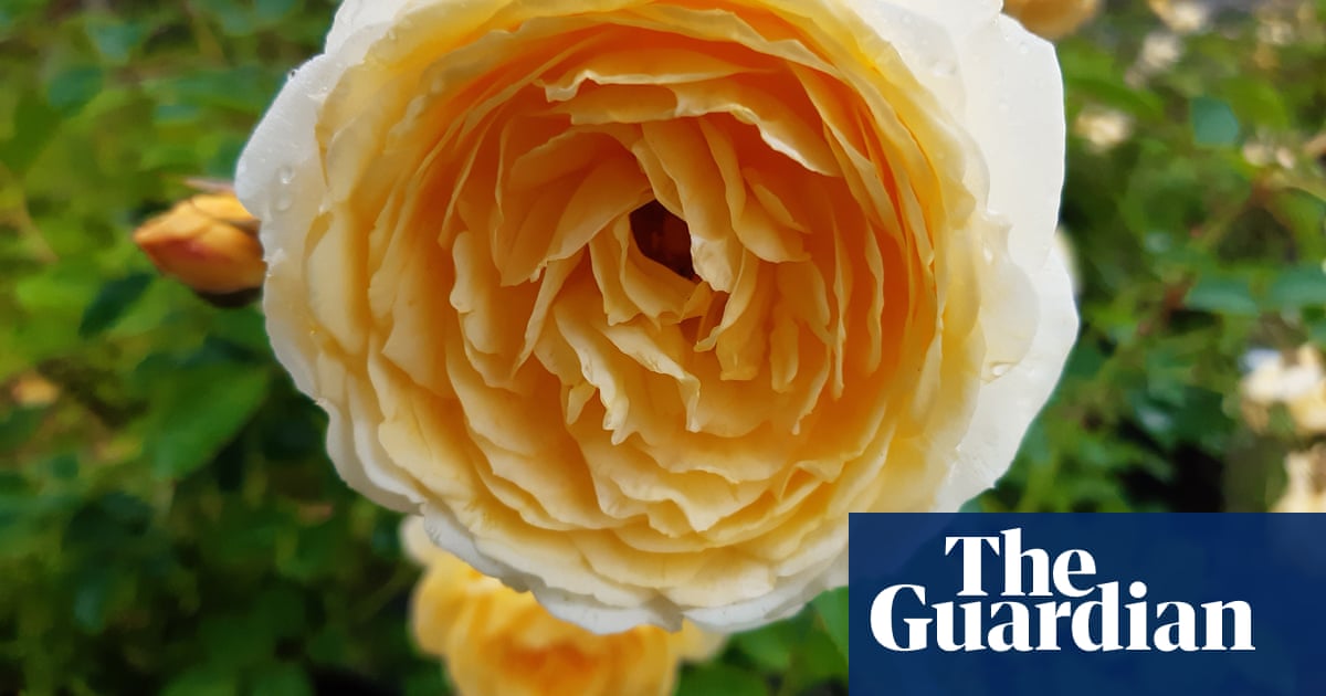 New rose named after one of UK’s first documented black gardeners