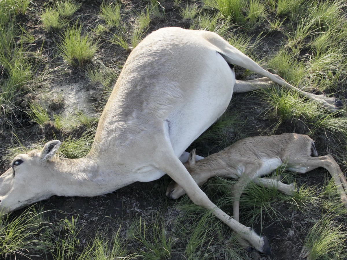 The terrifying phenomenon that is pushing species towards extinction | Climate crisis | The Guardian