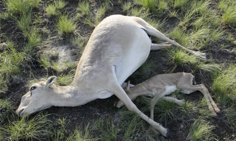 Dead saiga antelopes in a field in Kazakhstan