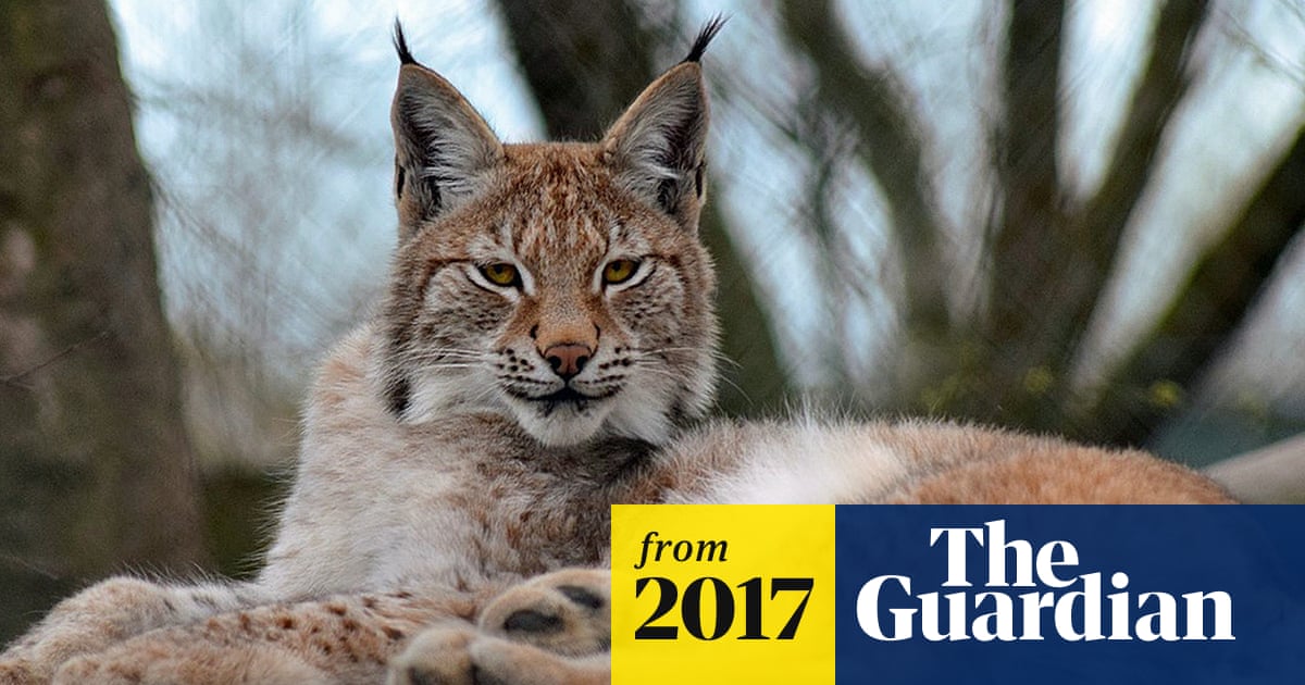 Campaigners demand Welsh zoo be shut after death of second lynx
