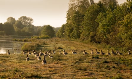 A flock of geese at sunrise, Lackford Lakes, Suffolk Wildlife Trust, Suffolk