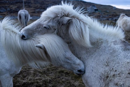 Two Eriskay ponies grooming each other