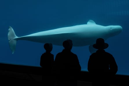 People are silhouetted as they look at a beluga whale in a tank.