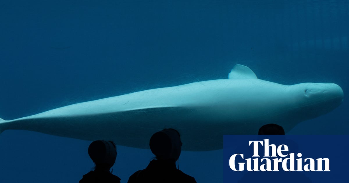 Canadian marine park threatens to euthanize 30 whales if government does not provide funding